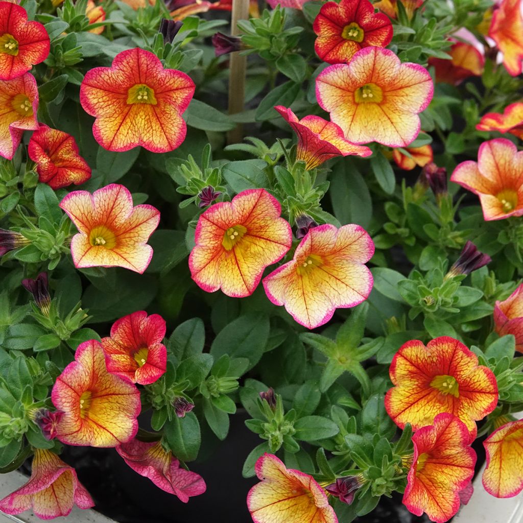 Calibrachoa MiniFamous Uno Bakari - Mini petunia