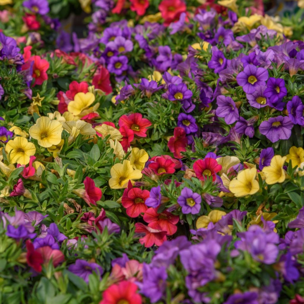 Calibrachoa Noa Mixis Cleantha - Mini petunia