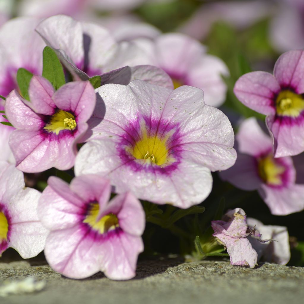 Calibrachoa Noa Princess - Mini petunia
