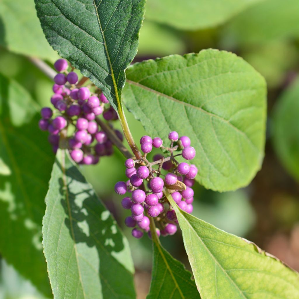 Callicarpa Imperial Pearl - Schoonvrucht