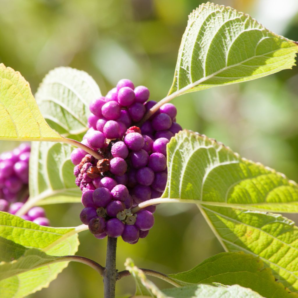 Callicarpa dichotoma - Schoonvrucht