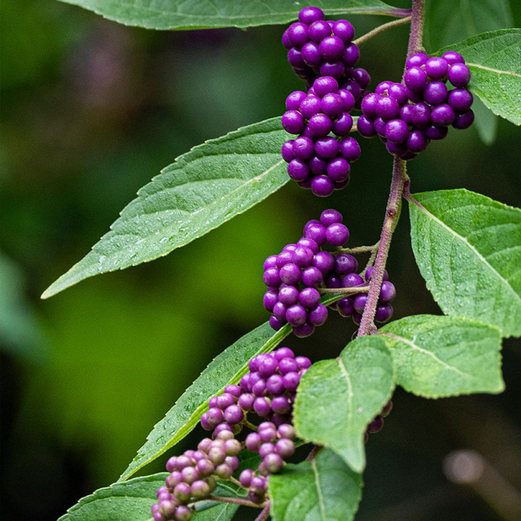 Callicarpa dichotoma - Schoonvrucht
