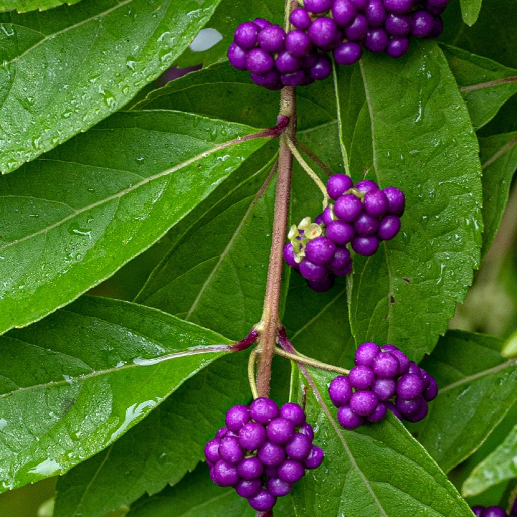 Callicarpa dichotoma - Schoonvrucht