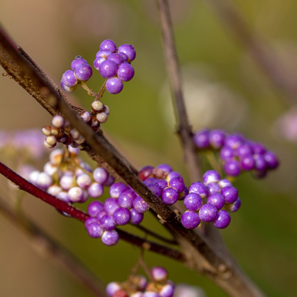 Callicarpa dichotoma Issai - Schoonvrucht