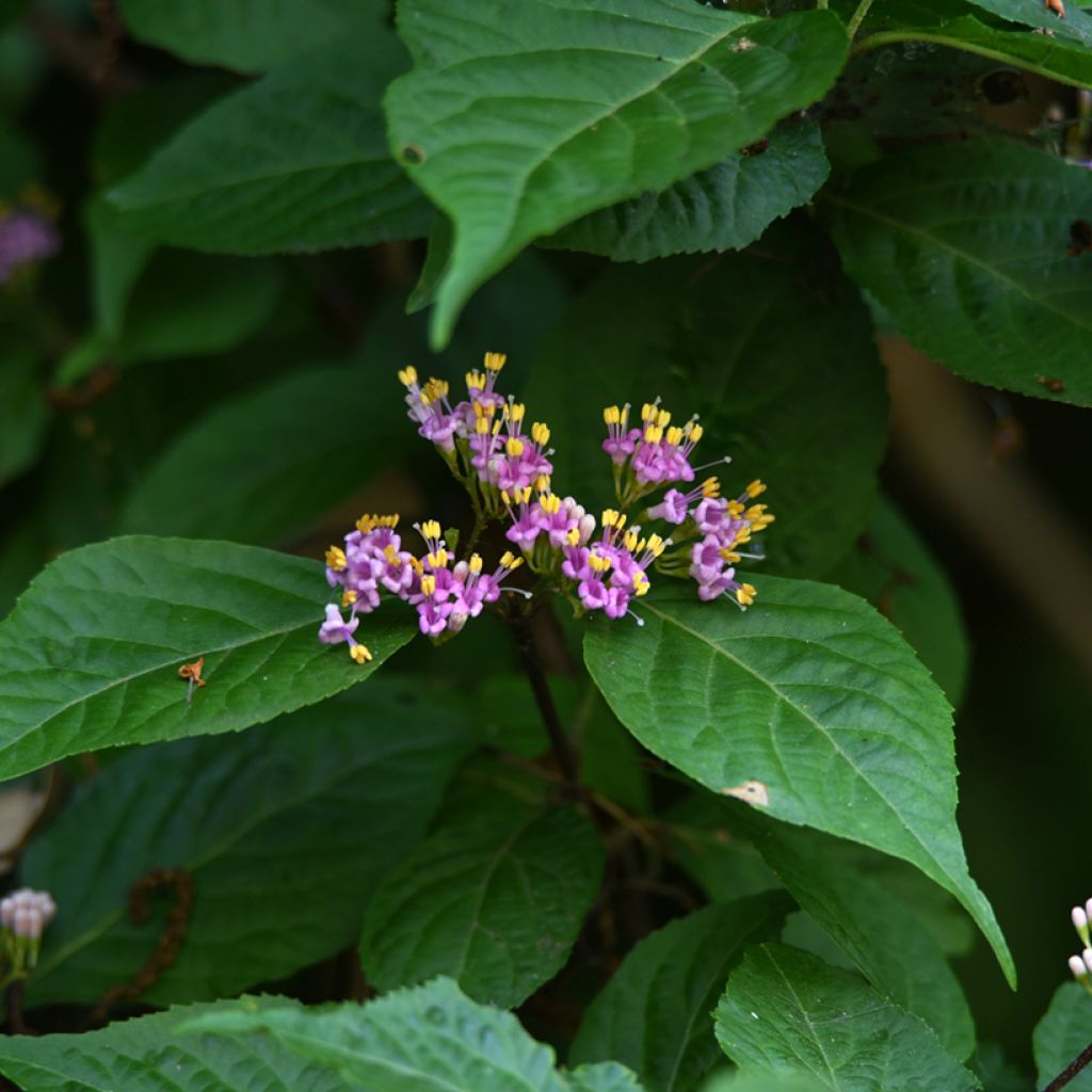 Callicarpa japonica - Schoonvrucht