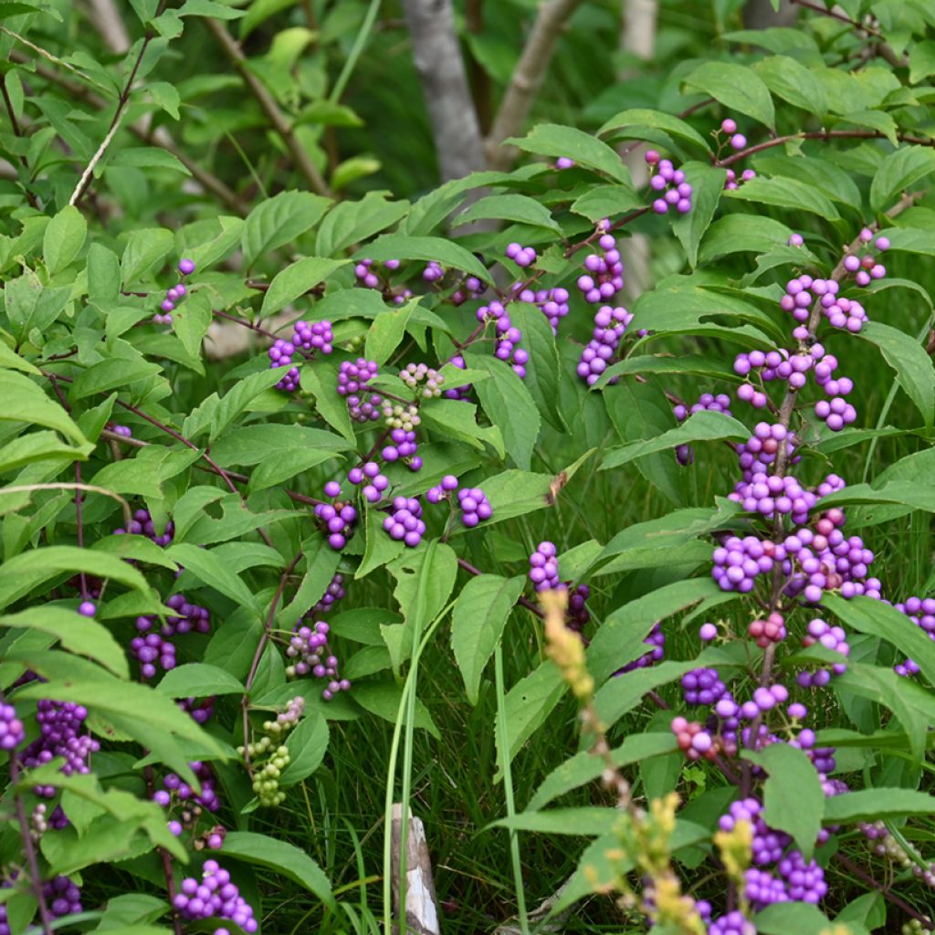 Callicarpa japonica - Schoonvrucht