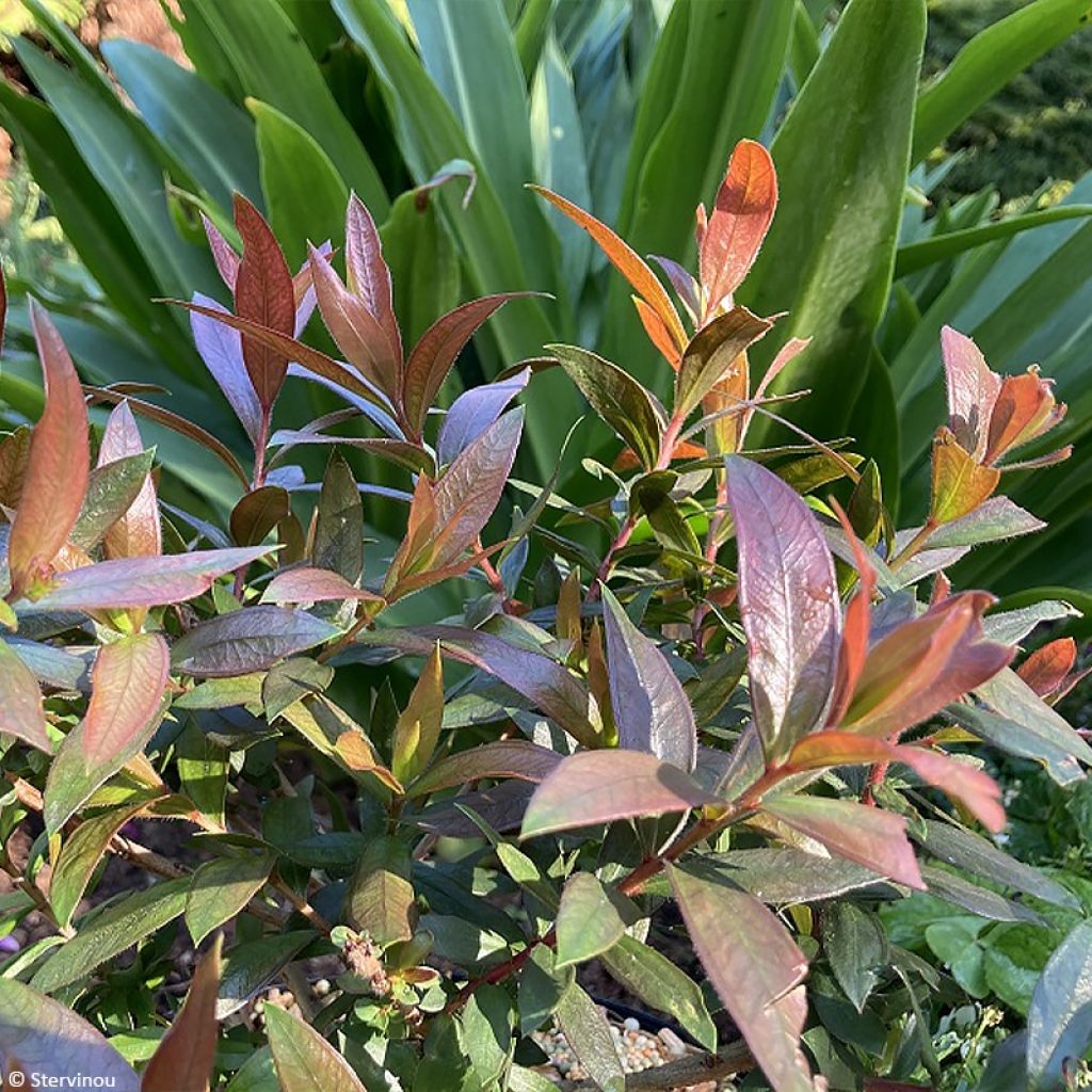 Callistemon Red rocket - Rince bouteille
