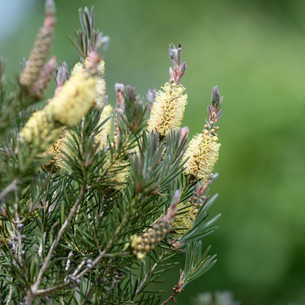 Callistemon pityoides Widdicomb Gem - Lampenpoetser