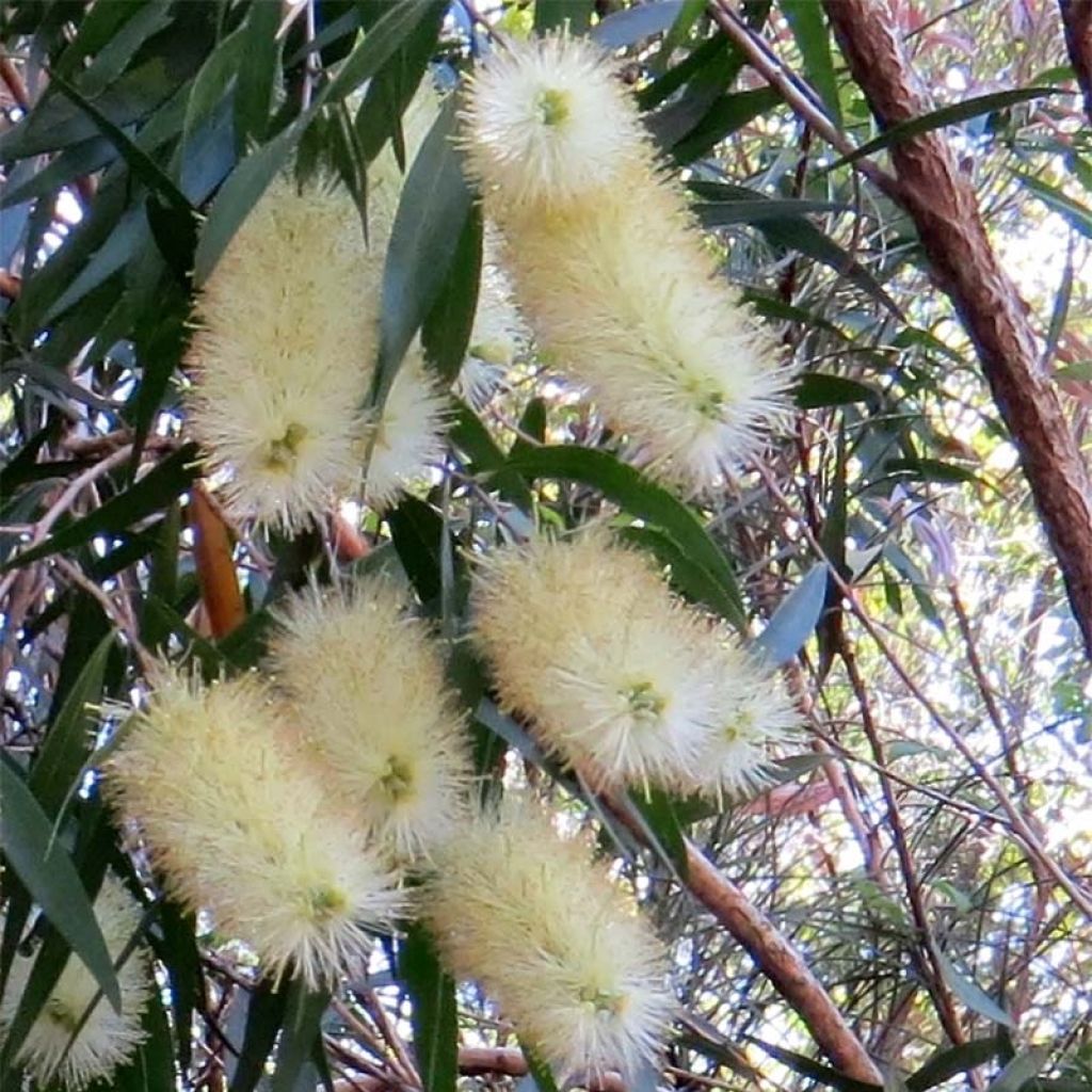 Callistemon salignus - Rince bouteille - Melaleuca salicina