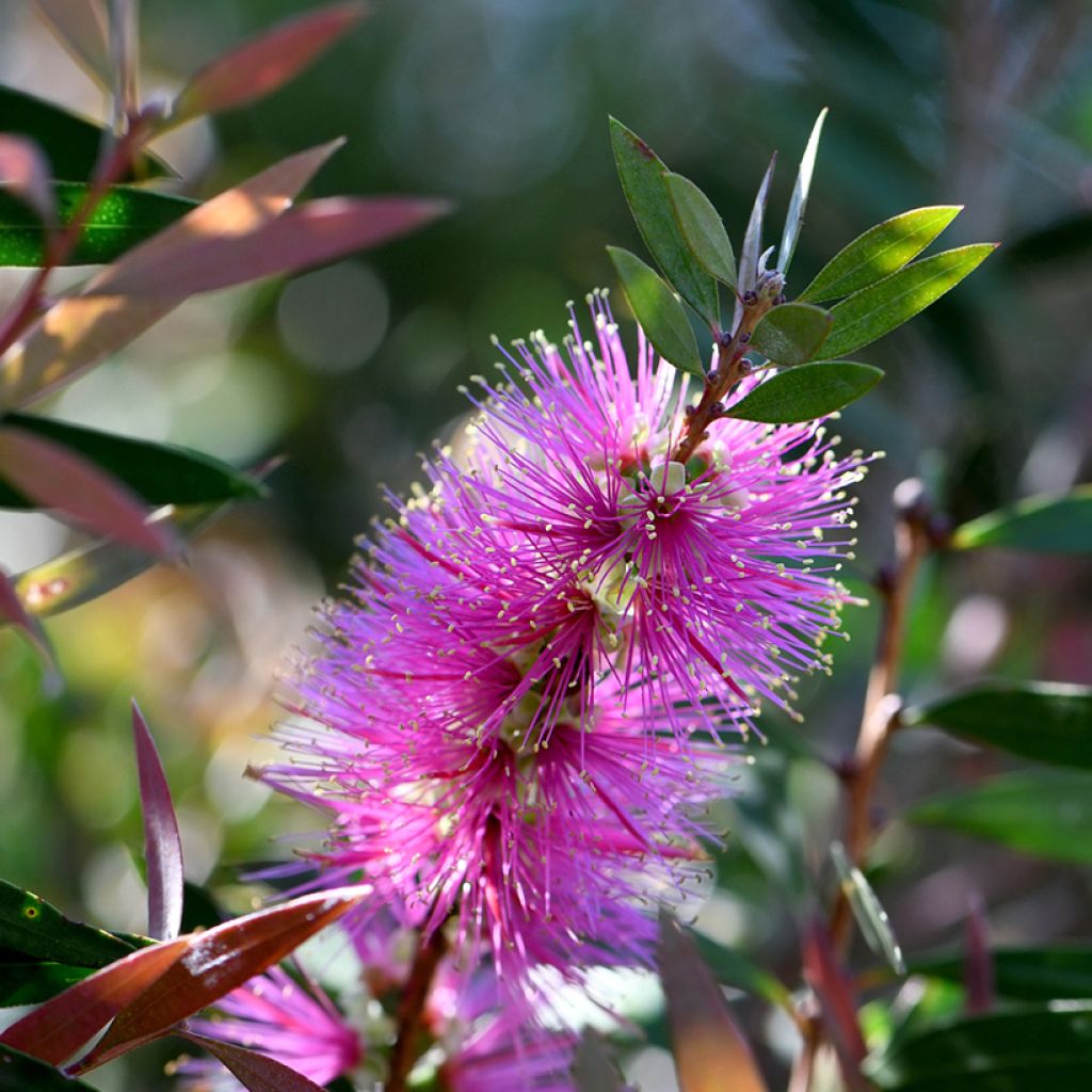 Callistemon violaceus - Lampenpoetser