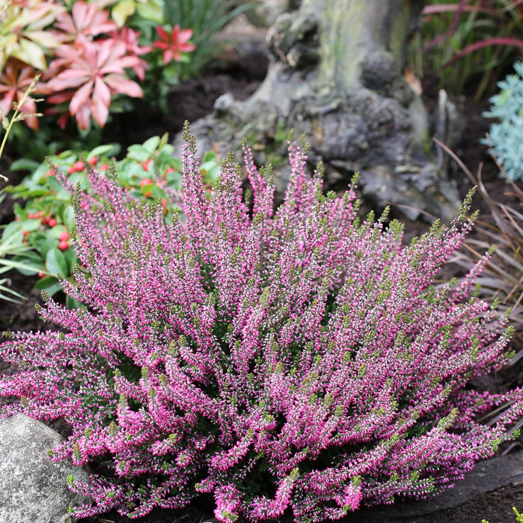 Calluna vulgaris Garden Girls Amethyst - Zomerheide