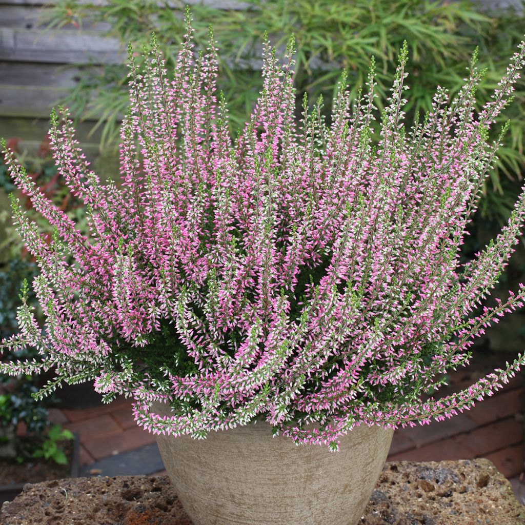 Calluna vulgaris Garden Girls Angie - Zomerheide