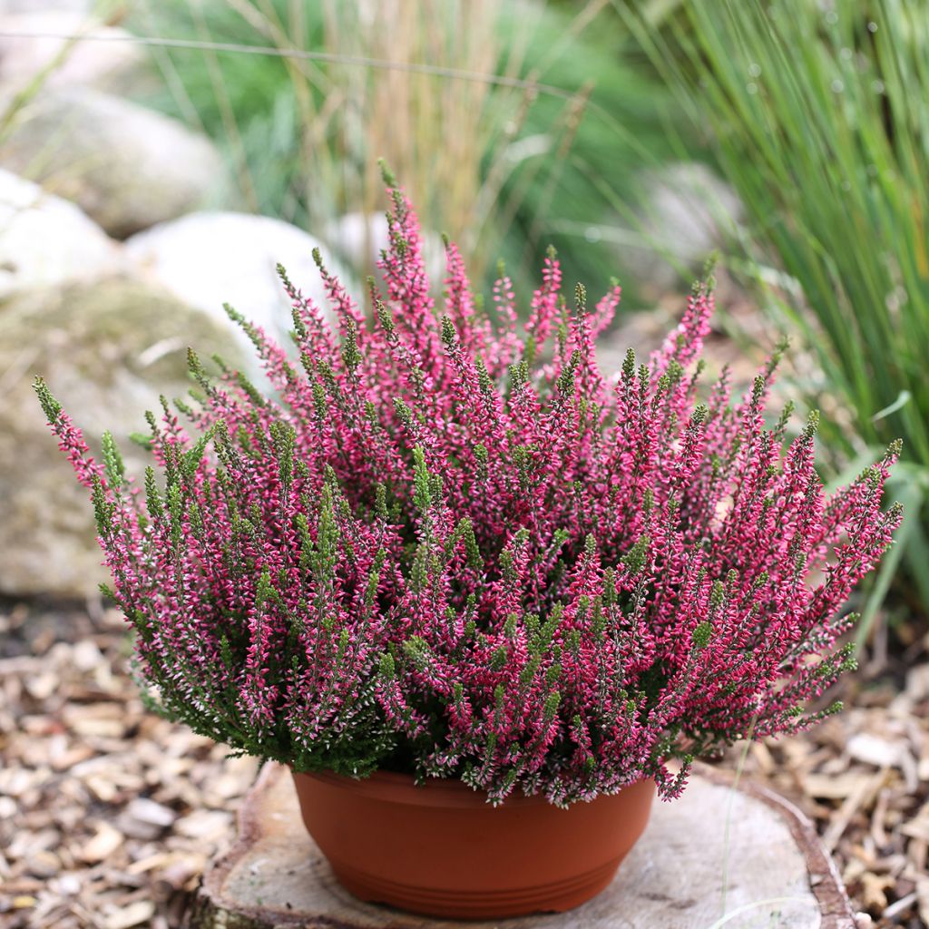 Calluna vulgaris Garden Girls Athene - Zomerheide