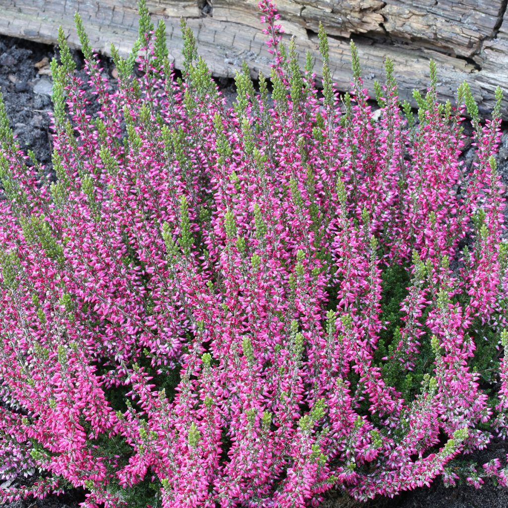 Calluna vulgaris Garden Girls Athene - Zomerheide
