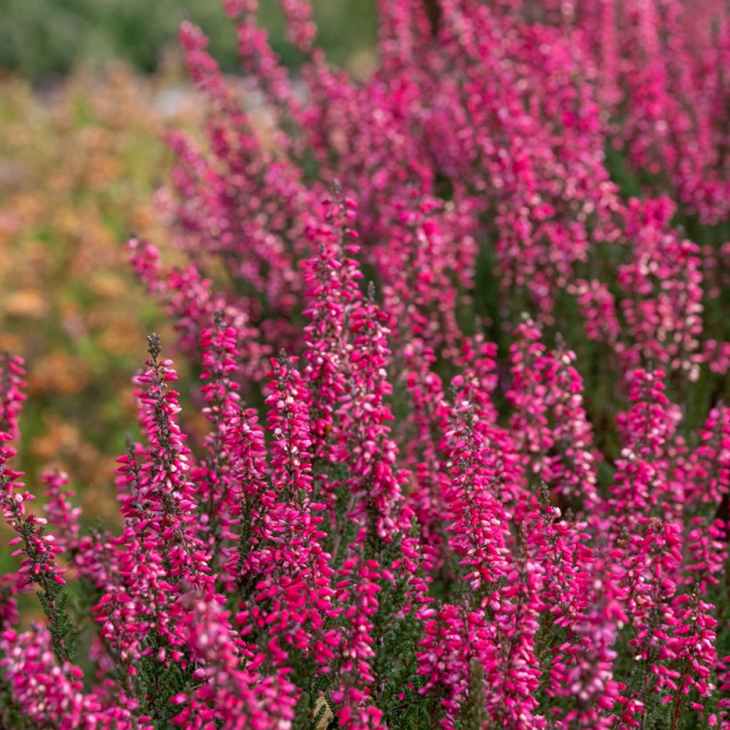 Calluna vulgaris Garden Girls Athene - Zomerheide