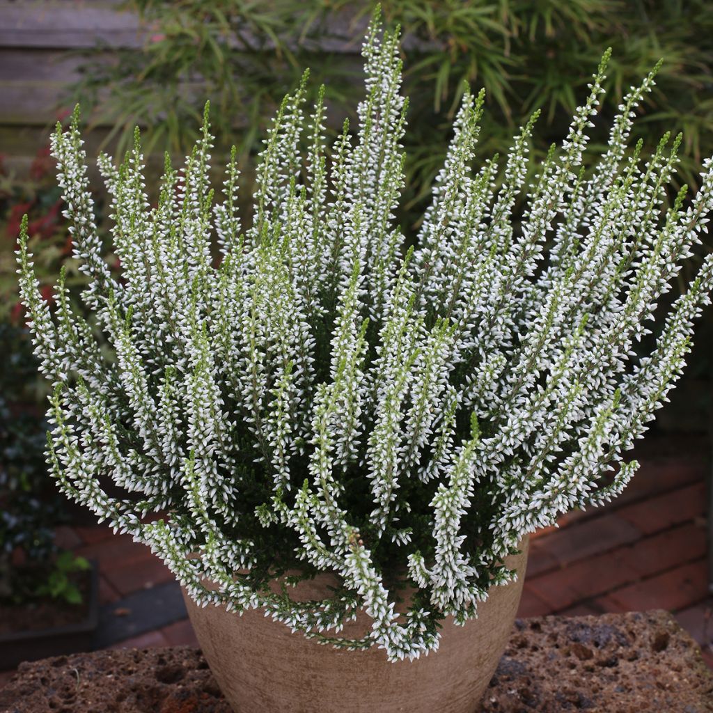 Calluna vulgaris Garden Girls Helena - Zomerheide