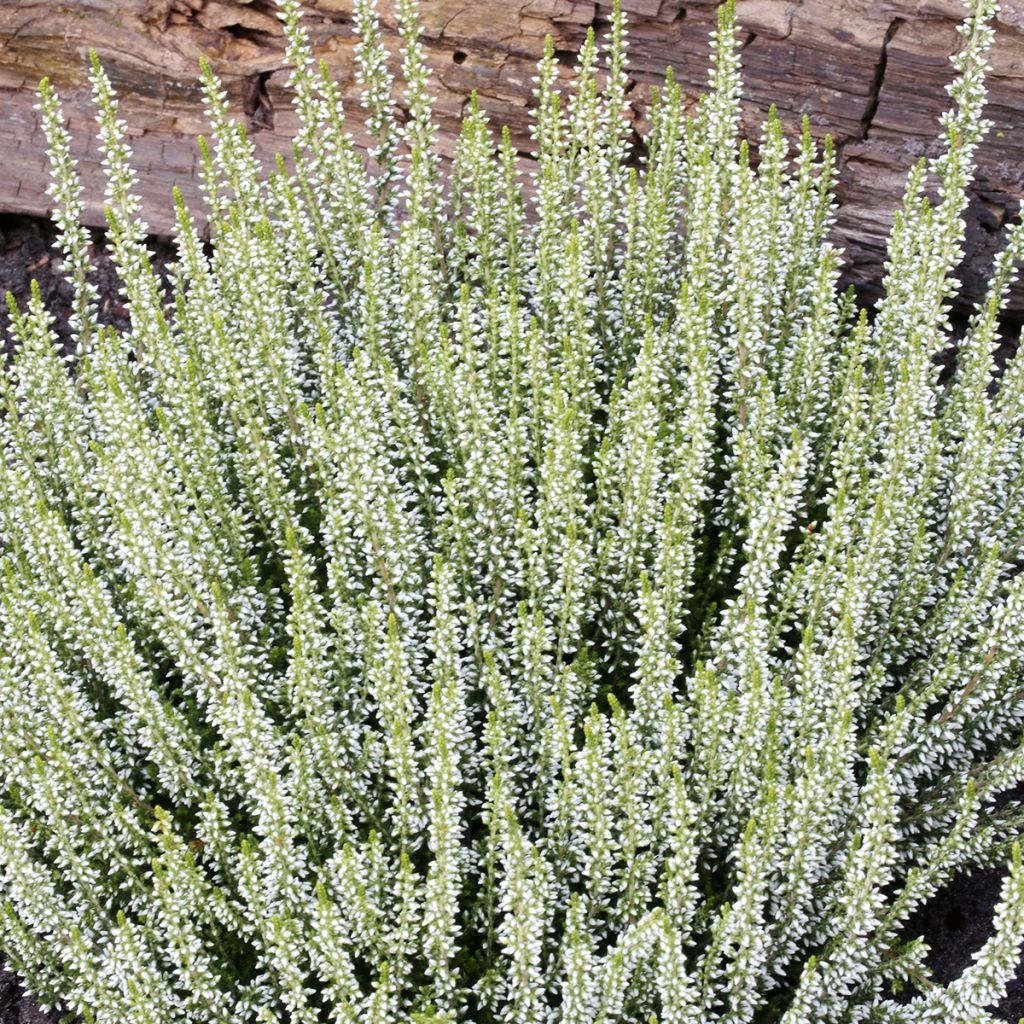 Calluna vulgaris Garden Girls Helena - Zomerheide