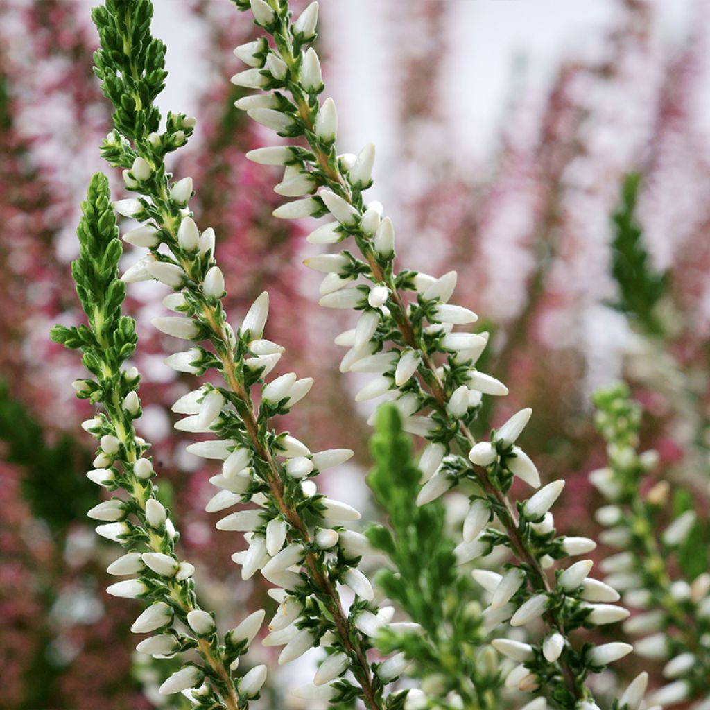 Calluna vulgaris Garden Girls Helena - Zomerheide