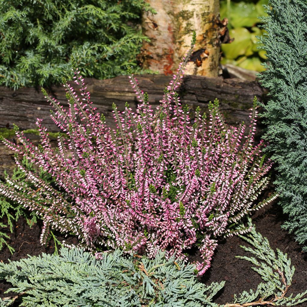 Calluna vulgaris Garden Girls Lena - Zomerheide