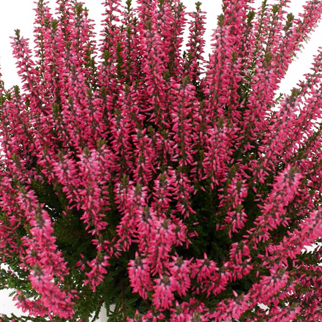 Calluna Garden Girls Lioba - Zomerheide