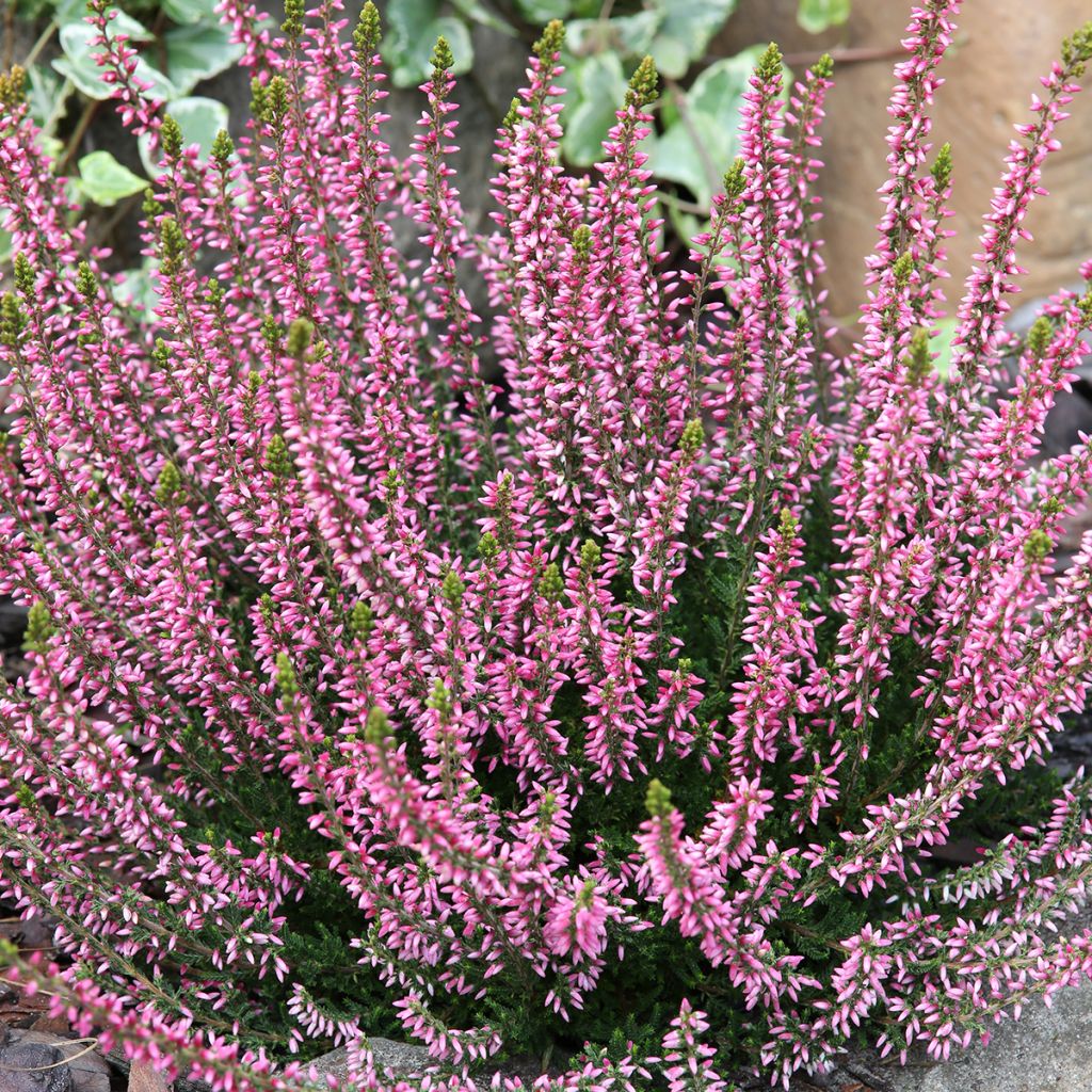 Calluna Garden Girls Rosita - Zomerheide