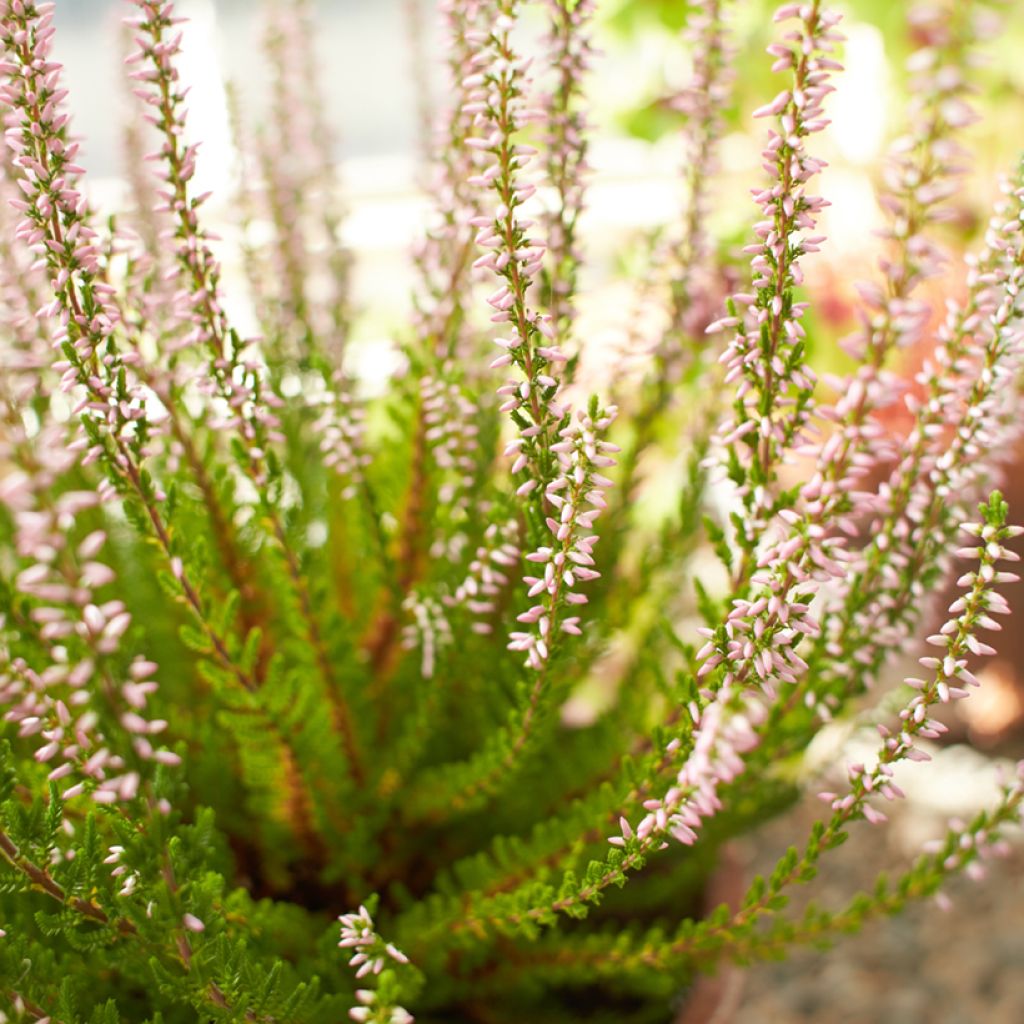 Calluna Garden Girls Rosita - Zomerheide