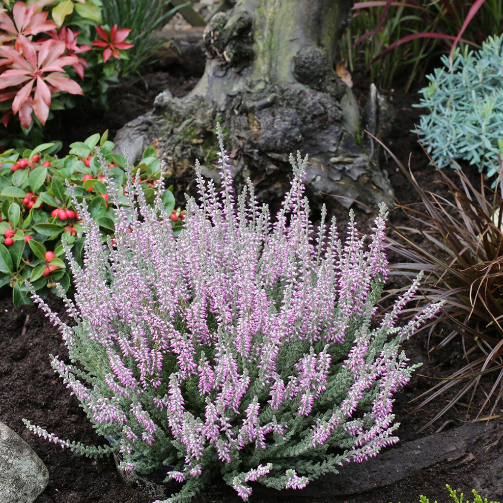 Calluna vulgaris Garden Girls Silvana - Zomerheide