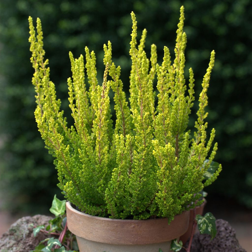 Calluna Garden Girls Zeta - Zomerheide