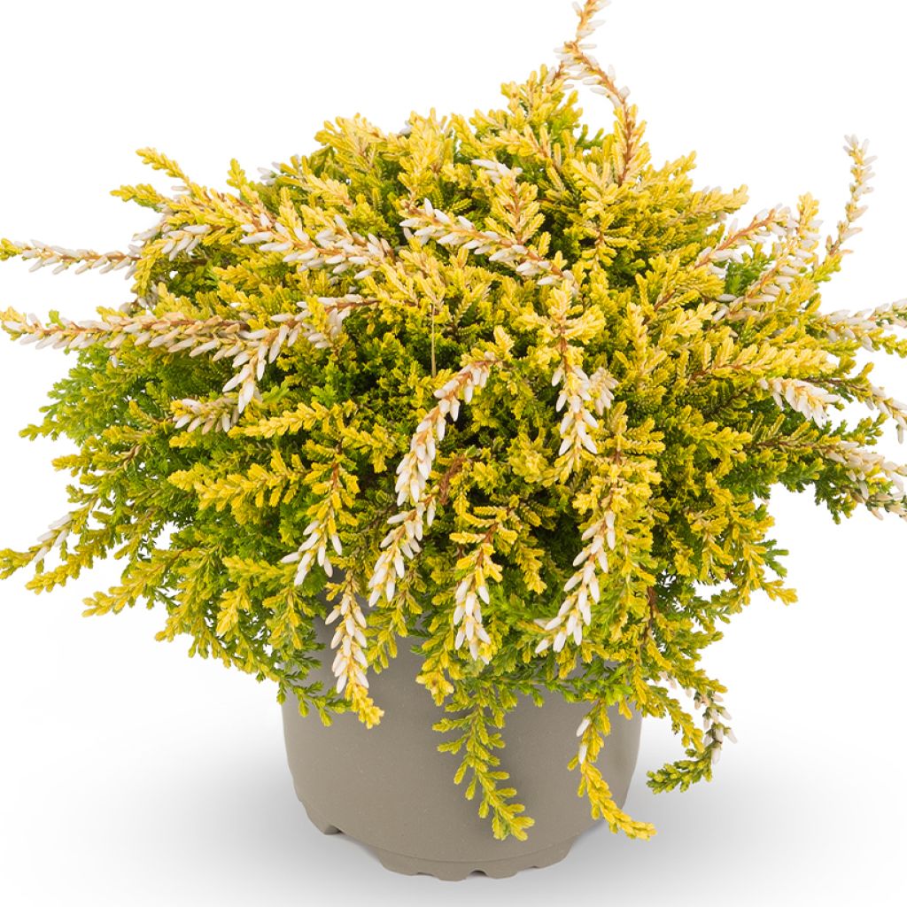 Calluna vulgaris Rasta Girls Netty - Zomerheide