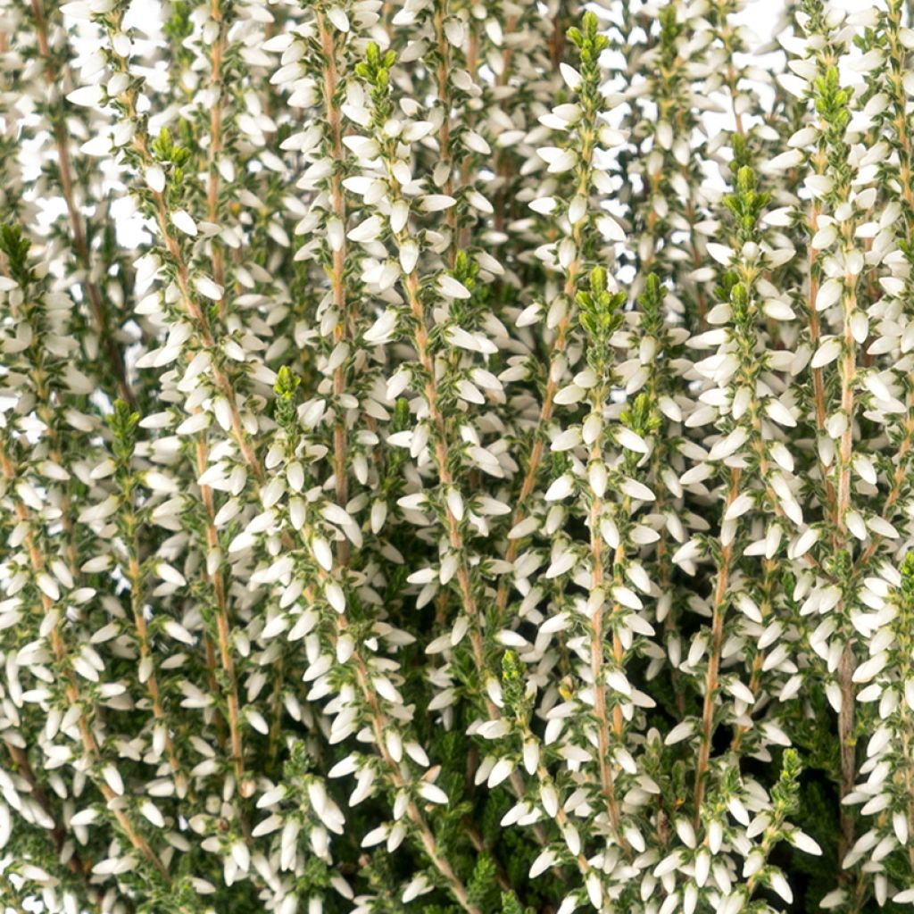 Calluna vulgaris Bettina samen - Zomerheide