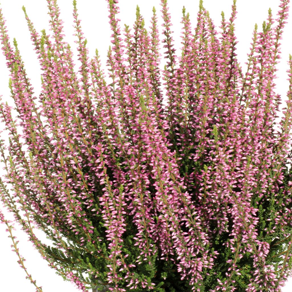 Calluna vulgaris Rena bio - Zomerheide