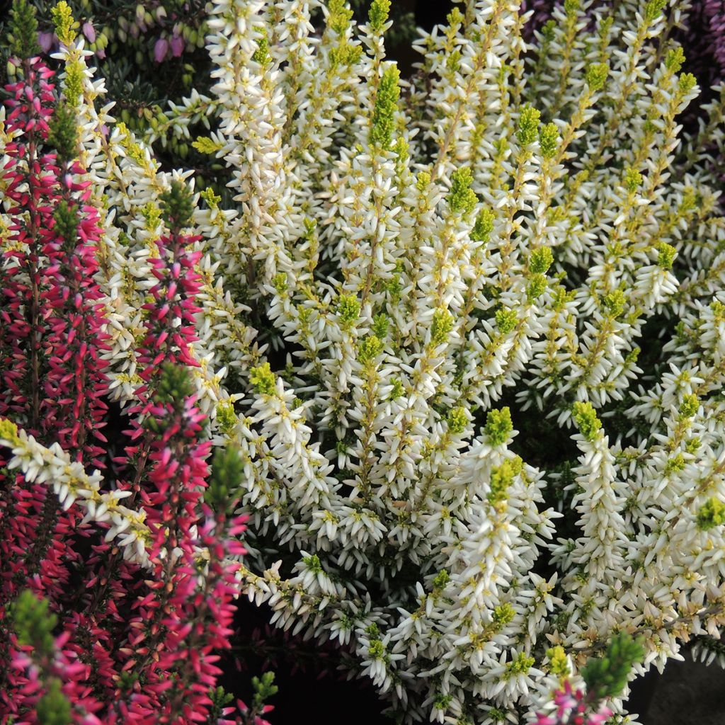Calluna vulgaris Sarah - Zomerheide