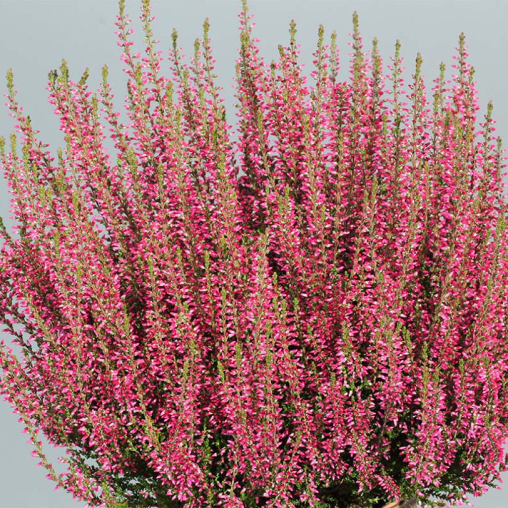 Calluna vulgaris Selma - Zomerheide