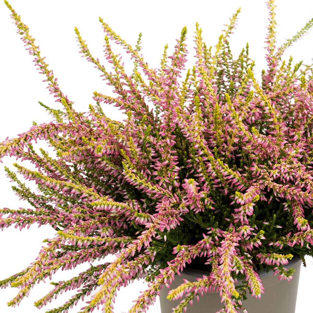 Calluna vulgaris Theresa - Zomerheide