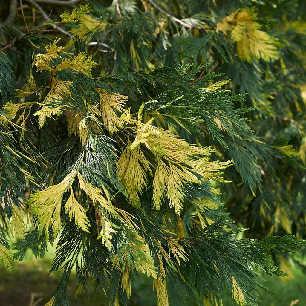 Calocedrus decurrens Aureovariegata