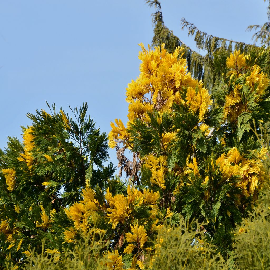 Calocedrus decurrens Aureovariegata