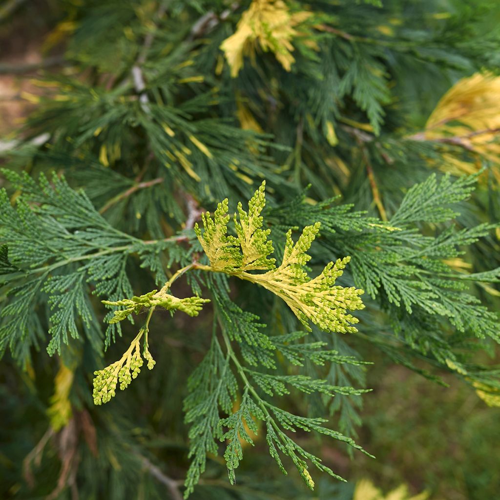 Calocedrus decurrens Aureovariegata