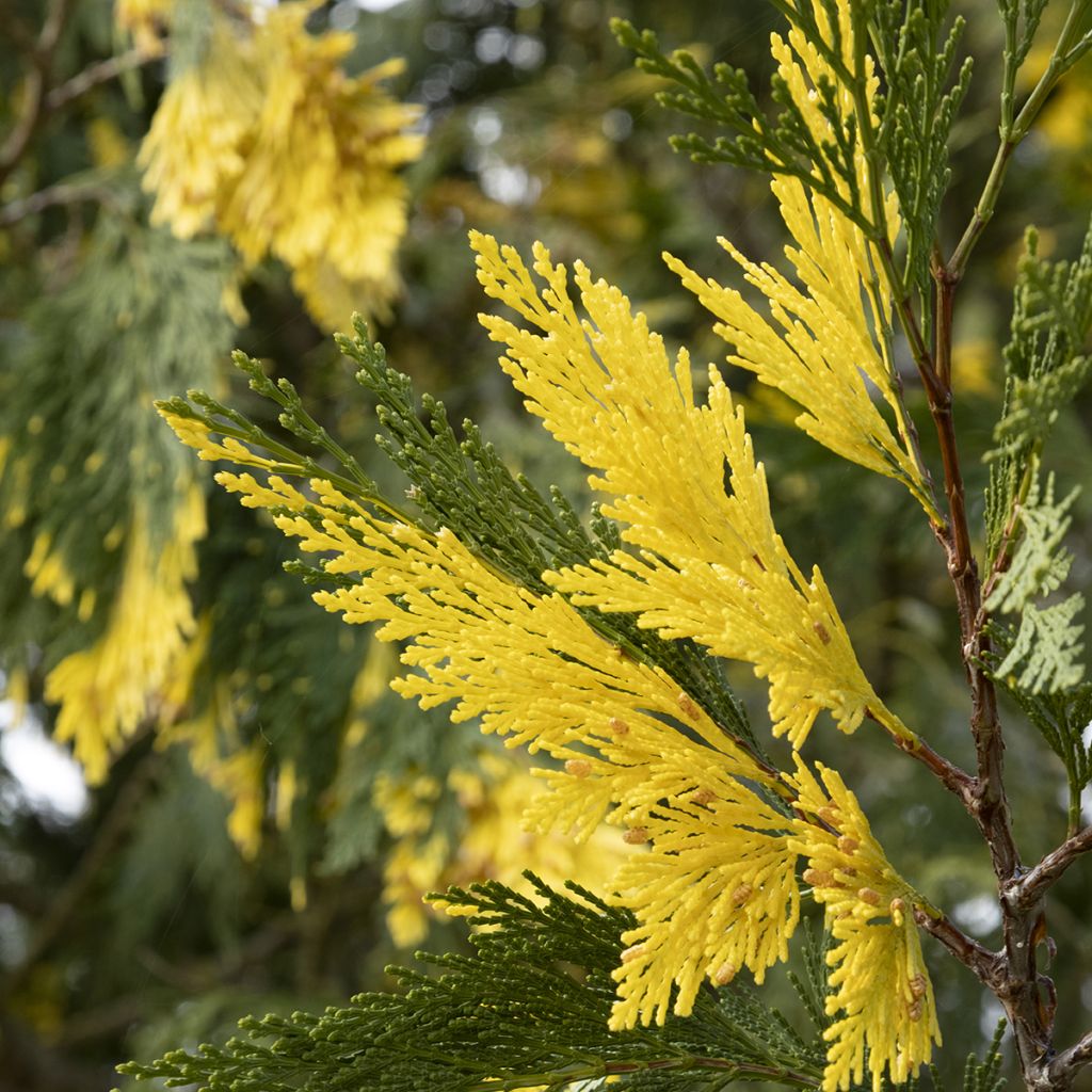 Calocedrus decurrens Aureovariegata