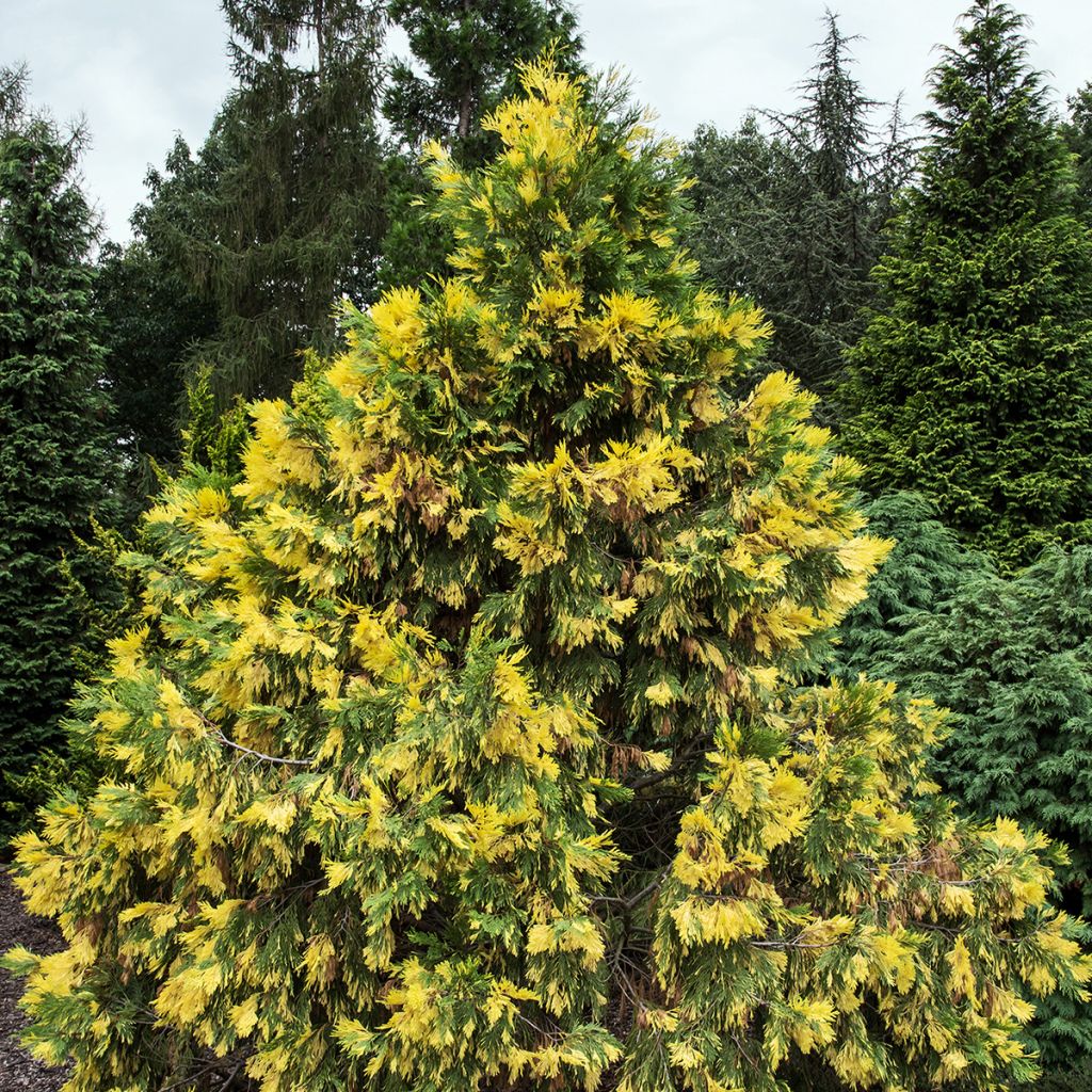 Calocedrus decurrens Aureovariegata