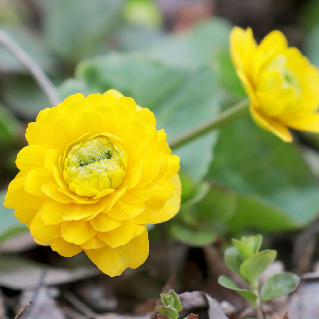 Caltha palustris Plena - Dotterbloem dubbel