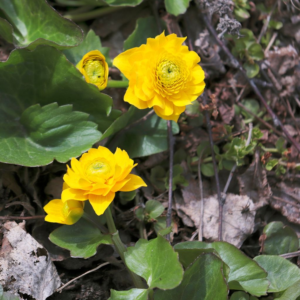Caltha palustris Plena - Dotterbloem dubbel