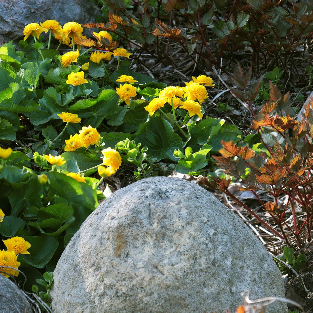Caltha palustris Plena - Dotterbloem dubbel