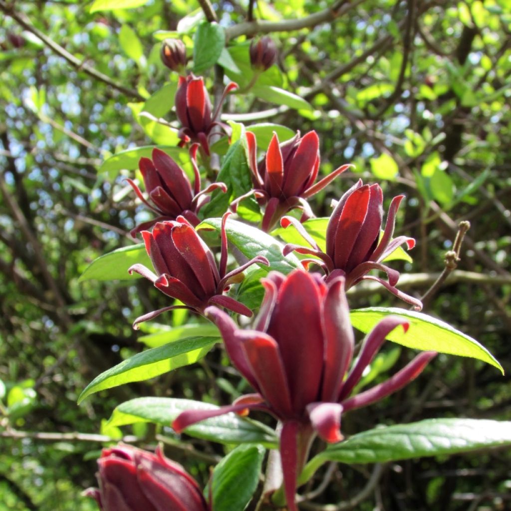 Calycanthus floridus - Specerijstruik