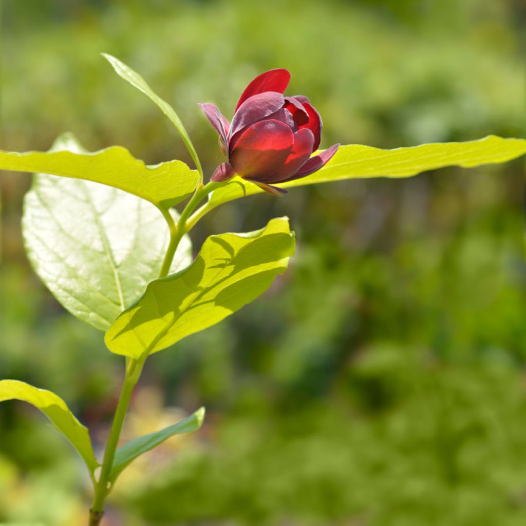 Calycanthus raulstonii Aphrodite - Specerijstruik