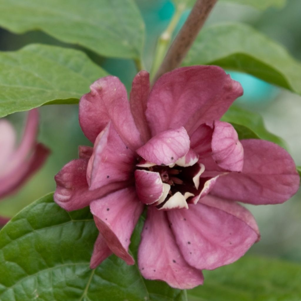 Calycanthus raulstonii Hartlage Wine - Specerijstruik