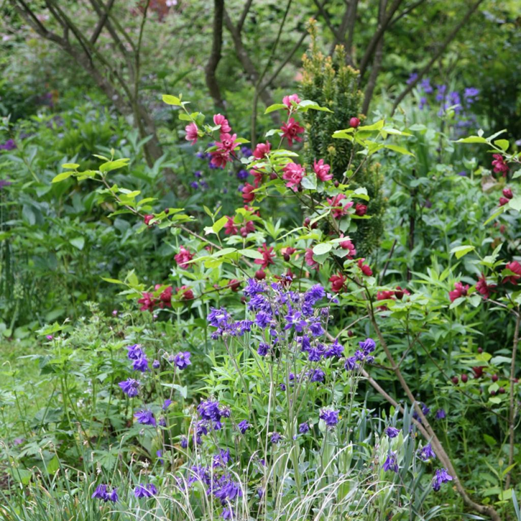 Calycanthus raulstonii Hartlage Wine - Specerijstruik