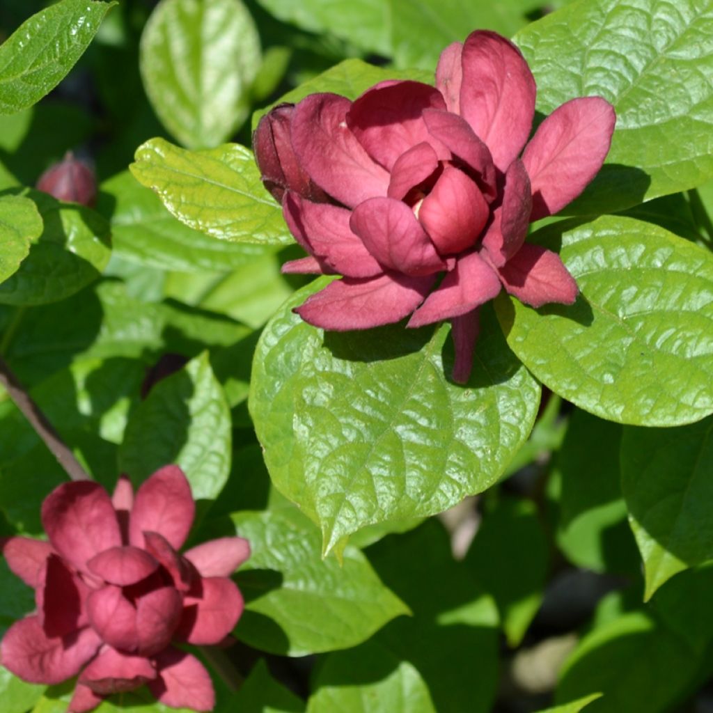 Calycanthus raulstonii Hartlage Wine - Specerijstruik