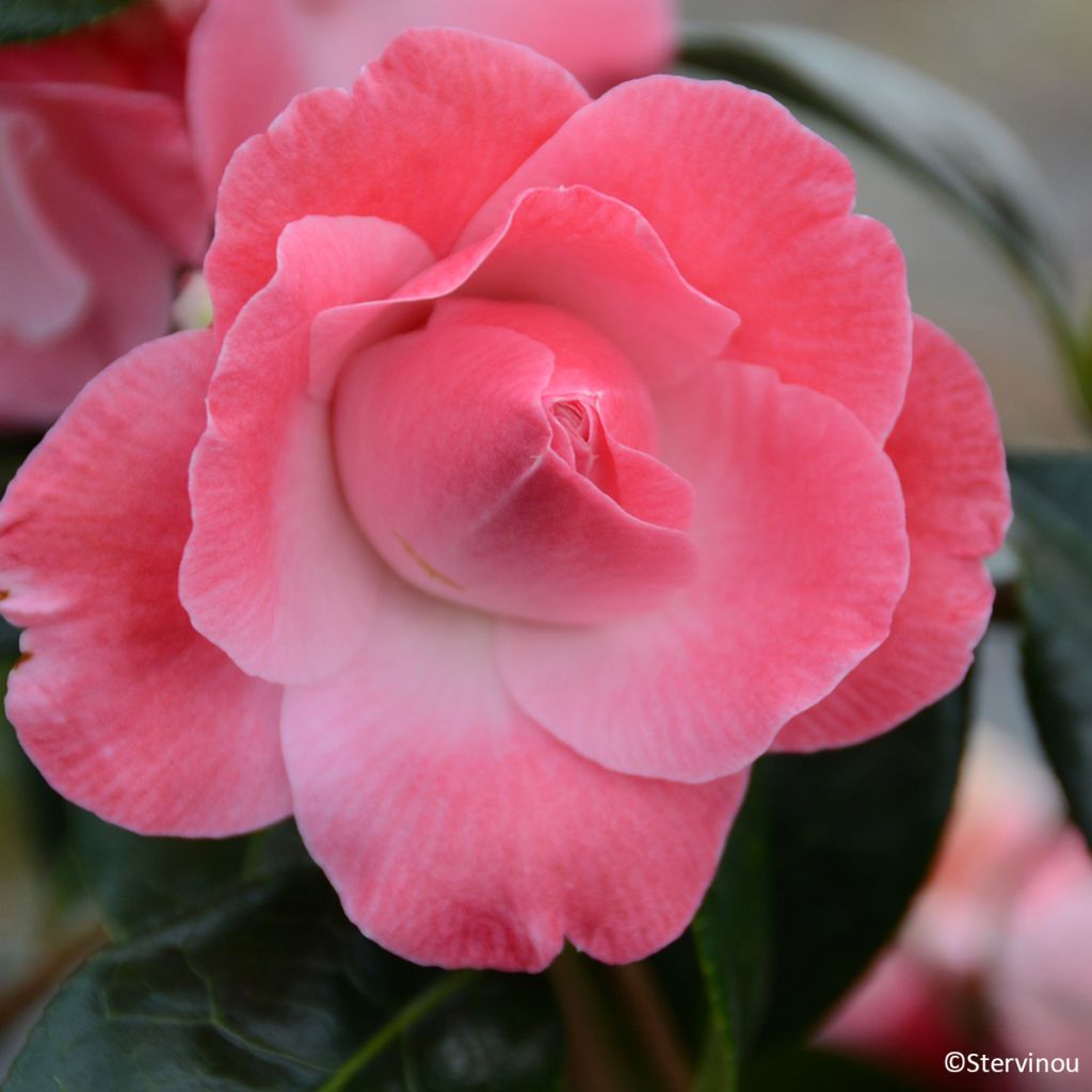 Camellia x williamsii Buttons N Bows - Williamsii-camelia