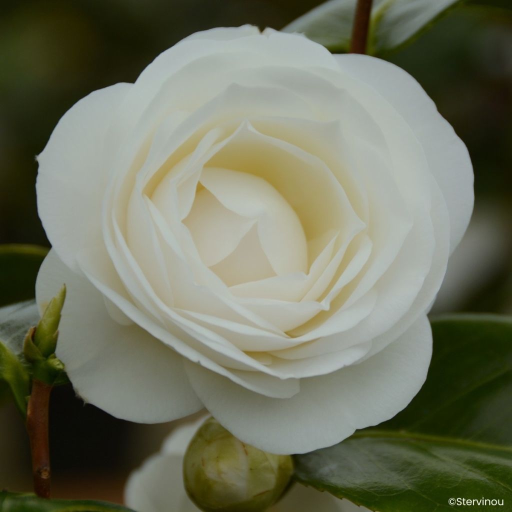 Camellia japonica Janet Waterhouse - Japanse camelia