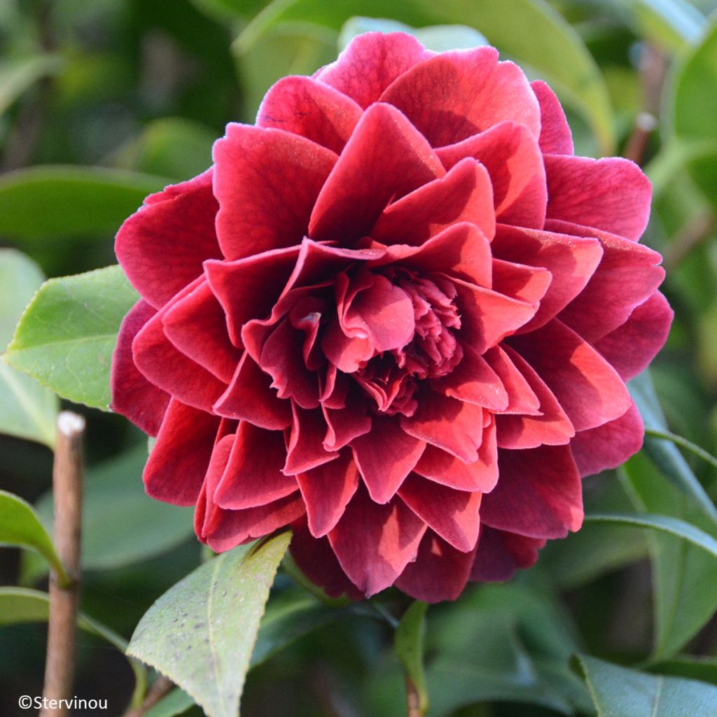 Camellia japonica Manuroa Road - Japanse camelia